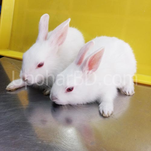 rabbit pair price