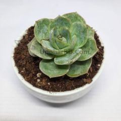 Echeveria Lola - Green